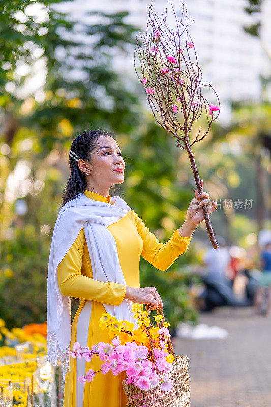 越南女孩穿着传统的ao dai服装，手持花枝在越南享受新年。春节和新年。